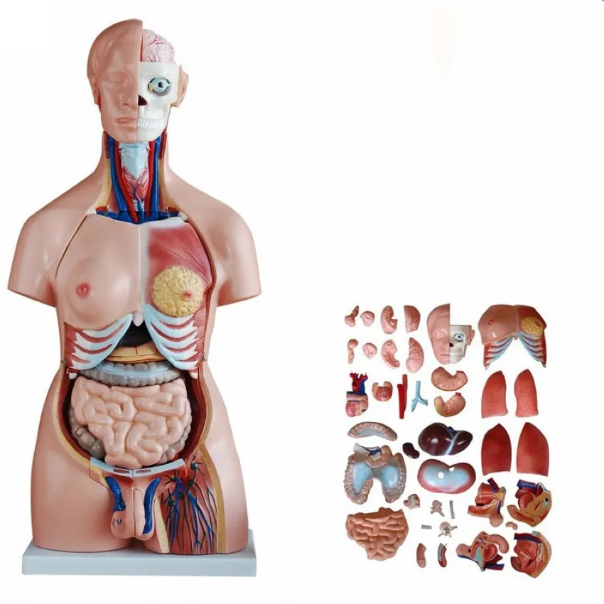 Human body model Human torso model Human torso muscle model