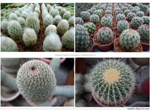 De China Al Por Mayor Grande De Plástico <span class=keywords><strong>bonsai</strong></span> Planta de Cactus, Artificial Planta de Cactus, falsos Plantas de Cactus - Product Image 5