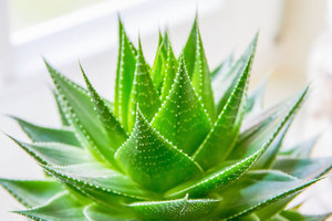 Surtidor de la fábrica | natural de <span class=keywords><strong>Aloe</strong></span> <span class=keywords><strong>emodina</strong></span> | cuidado de la salud - Product Image 3