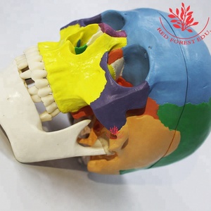 Modelo de cráneo médico FRT021 cabeza de plástico humana mandíbula puede abrir Skullcap extraíble estudiante médico modelo de Anatomía Humana - Product Image 3