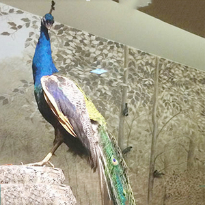Pavo real de espuma para exhibición, <span class=keywords><strong>plumas</strong></span> reales de tamaño real - Product Image 4