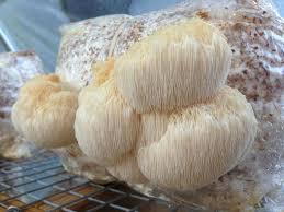 Detan Champignons <span class=keywords><strong>Lion</strong></span>'s Mane séchés comestibles <span class=keywords><strong>de</strong></span> grande qualité - Product Image 2