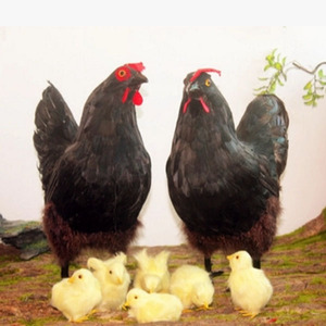 Wholesale yellow plush chicken feather decorations - Product Image 4