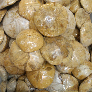 Madagascar pulido natural Starfish asteroide piedra fósiles espécimen Dropship - Product Image 1