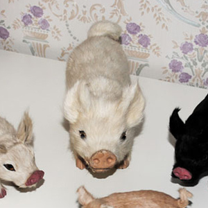 Color <span class=keywords><strong>blanco</strong></span> tamaño pequeño guinea pig Pepa - Product Image 5