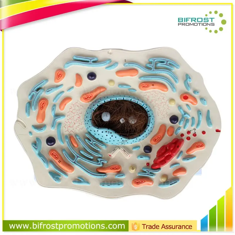 Biological Teaching Aids Plastic Animal Cell Model