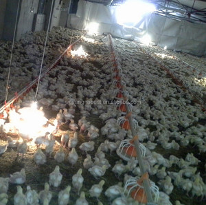 Sistema Avícola Automatizado Cerrado para <span class=keywords><strong>Pollos</strong></span> de Engorde con Sistema de Alimentación y Sistema de Bebederos - Product Image 2