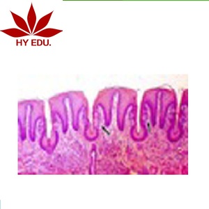 Langue individuelle de haute qualité sec. (montrer le bourgeon de goût) lames préparées au <span class=keywords><strong>microscope</strong></span> - Product Image 1