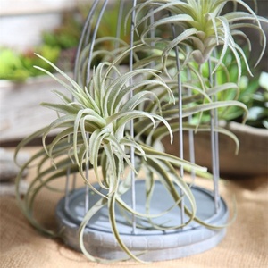 S-3293 Succulentes artificielles pas chères directement de l'usine, plantes artificielles sans pot, tiges de <span class=keywords><strong>Tillandsia</strong></span> pour arrangements floraux - Product Image 3