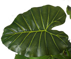 Colocasia Esculenta เซมิคอนดักเตอร์เทียม,<span class=keywords><strong>Alocasia</strong></span> <span class=keywords><strong>Macrorrhizos</strong></span> สำหรับตกแต่งสวนและบ้าน - Product Image 2
