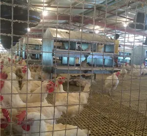 Aves de corral de sistema de alimentación/aves de corral casa ventilador/de pollo a la parrilla de