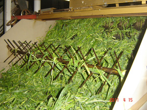 Barley grass pintura en polvo/pintura en polvo de jugo de cebada de alta calidad fabricante gmp & kosher - Product Image 2