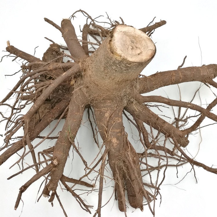 элеваторная экстракция зуба мудрости. королевский корни купить. корневая поросль яблони. бонсай корни. тополь корчевание.