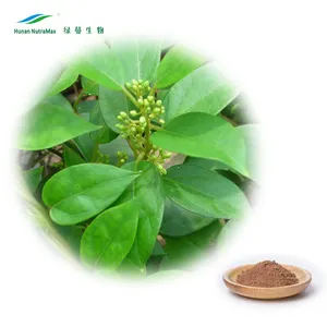 Chiết Xuất Từ Lá Cây & Thảo Dược Gymnema Sylvestre