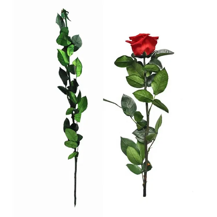Roses conservées moins cher éternelle fleurs stabilisées rose avec longue tige