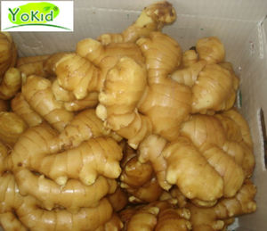 Giá Của Xuất Khẩu Số Lượng Lớn Bán Buôn Tươi Trẻ <span class=keywords><strong>Ginger</strong></span> Gốc Trong Trung Quốc - Product Image 2