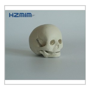 Modelo <span class=keywords><strong>de</strong></span> Cráneo <span class=keywords><strong>Humano</strong></span> <span class=keywords><strong>de</strong></span> Plástico para Bebés - Product Image 4