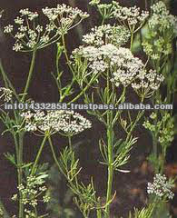 Gmp Certified Pure Essential Star Aniseed Oil at Lowest Cost In India - Product Image 3