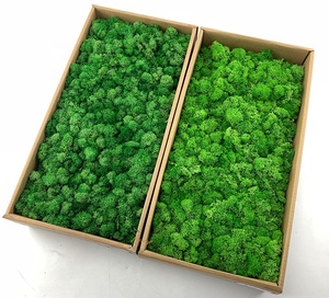 20 ألوان الديكور طحلب الأشنة موس المحفوظة ديكور المنزل جدار الفن - Product Image 6