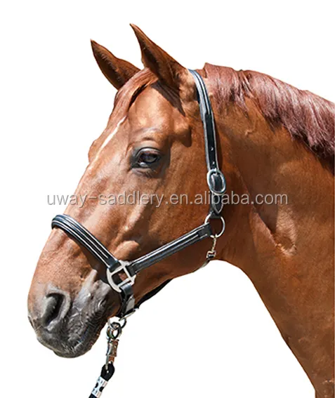 Luxury leather horse halter/headcollar