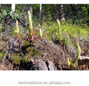 Pièces de Broomrape entières séchées Liedang Champignon de plante de Broomrape naturel à vendre - Product Image 4