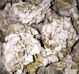 Funghi Secchi Naturali Schizophyllum <span class=keywords><strong>Commune</strong></span> in Vendita - Product Image 4