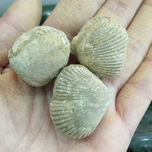 Di Alta Qualità naturale Ostriche Fossili Per La Vendita - Product Image 5