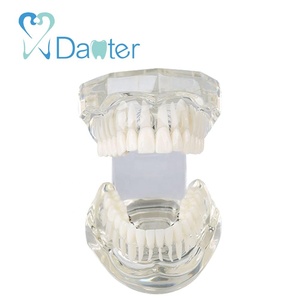 Modelo de ortodoncia de resina de la mejor calidad con soportes linguales para demostrar la posición <span class=keywords><strong>exacta</strong></span> de los cables de práctica - Product Image 3