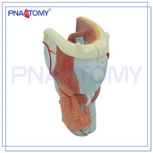 PNT-0440 kıkırdaklar, gırtlak genişleme anatomi modeli plastik anatomisi modeli