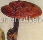 Chinois Organique Naturel Fabricant ventes ganoderma mycélium - Product Image 3