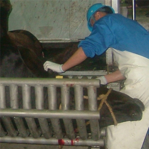 250 cabezas de ganado hora Halal de procesamiento de carne humana carne de <span class=keywords><strong>matadero</strong></span> - Product Image 3