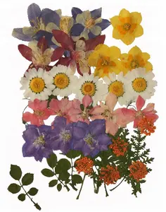 बहु दबाया सूखे फूल, डेज़ी, फीता फूल, Amsonia, गुलाब शाखा, Larkspur, Artemisia
