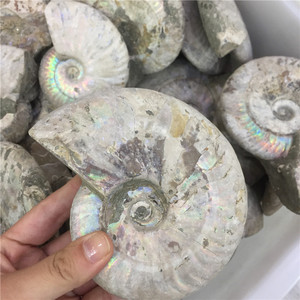 Bán Buôn Tự Nhiên Đầy Màu Sắc Ốc Xà Cừ Hóa Thạch Ammonite Hóa Thạch Cho Trang Trí Nội Thất - Product Image 2