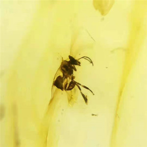 Delicato della pietra preziosa dei monili del regalo di trasporto del commercio all'ingrosso 34.6x21.5x7.9mm Messico naturale giallo ambra pietra allentata - Product Image 4