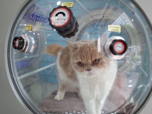 Équipement vétérinaire pour animaux de compagnie, chambre à oxygène hyperaaa 1.3ATA, 1 pièce - Product Image 4