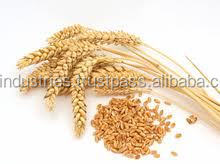 น้ำมันจมูกข้าวสาลีบริสุทธิ์จาก100% น้ำมันเมล็ดสกัดเย็นแบบไม่ผ่านการกลั่นน้ำมันหอมระเหยน้ำมันหอมระเหยสำหรับดูแลผิว - Product Image 4