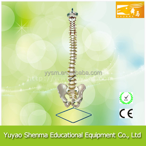 Life-Size <span class=keywords><strong>esqueleto</strong></span> educación médica modelo, modelo de la <span class=keywords><strong>columna</strong></span> vertebral humana - Product Image 1