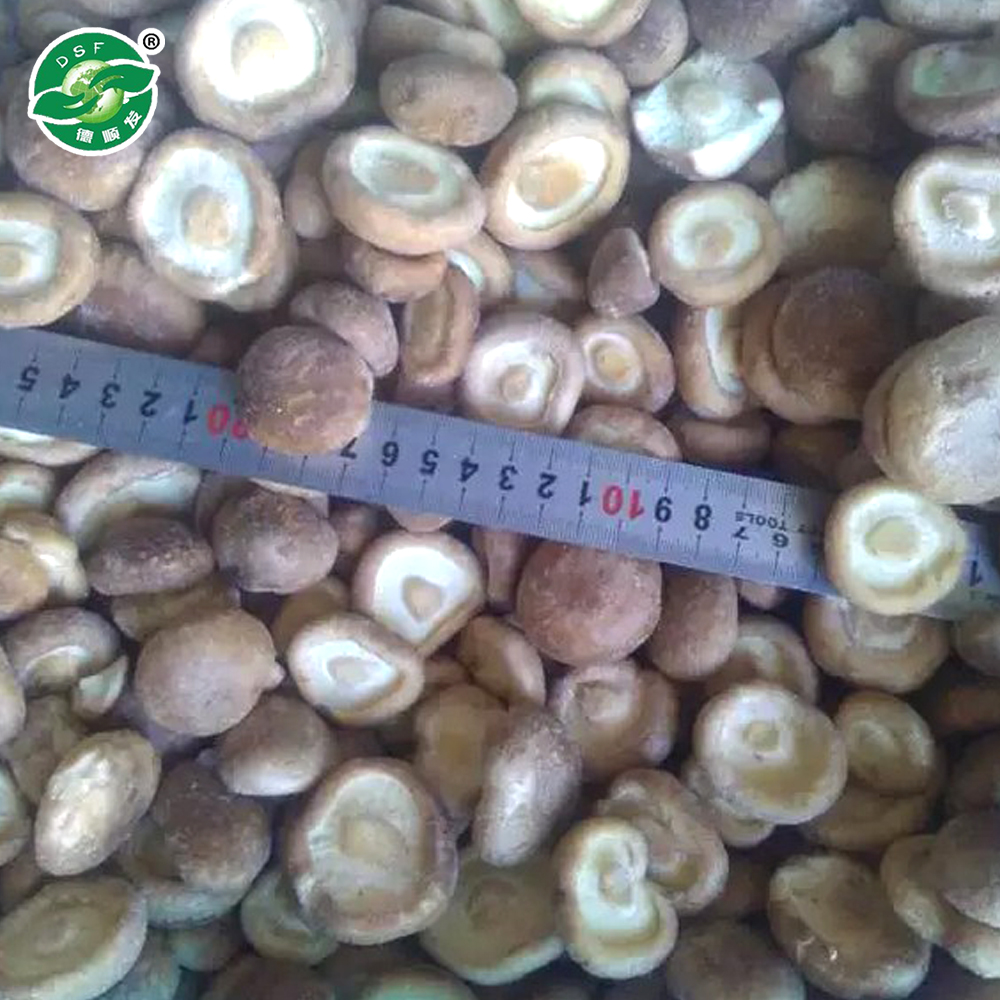 Embalaje de exportación estándar HACCP vegetales congelados hongos shiitake