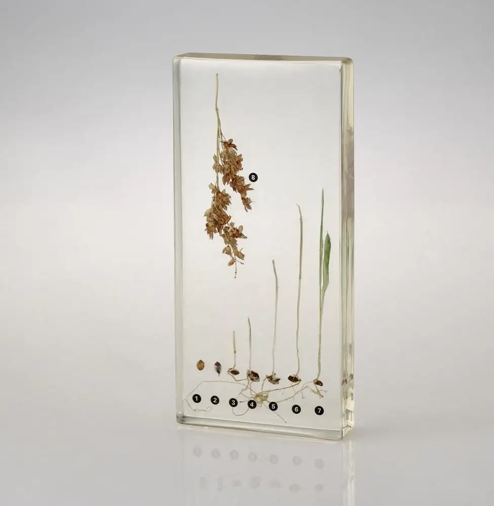 teaching plant life cycle specimen Teaching Resources plant acrylic embedded specimen