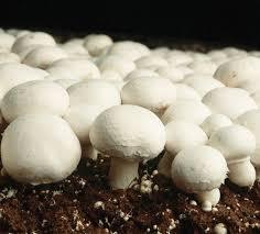 Detan champiñones congelados/Nombres de hongos comestibles - Product Image 2