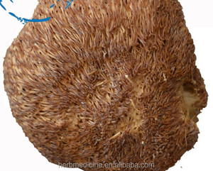 <span class=keywords><strong>Champignon</strong></span> <span class=keywords><strong>crinière</strong></span> de <span class=keywords><strong>lion</strong></span>, <span class=keywords><strong>champignon</strong></span> dent barbe de Hericium Erinaceus - Product Image 2