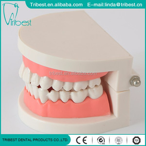 Vente directe d'usine : Modèle dentaire pathologique, <span class=keywords><strong>dents</strong></span> d'adulte pour l'enseignement médical - Product Image 2