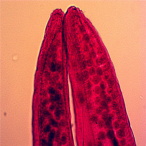 Well coloring <span class=keywords><strong>the</strong></span> cell biology has slides for educational aids prepared - Product Image 4