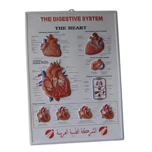 促销塑料图表 3d 吸塑压花图片医疗 3D PVC 墙海报