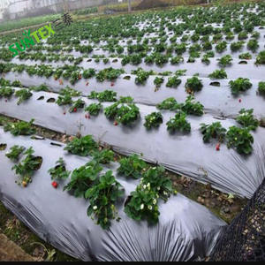Film de paillage agricole en <span class=keywords><strong>plastique</strong></span> argenté pour la <span class=keywords><strong>protection</strong></span> des cultures et l'anti-mauvaises herbes - Product Image 5