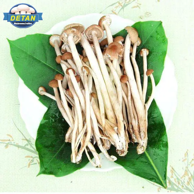 Agrocybe Cylindracea in All Types of Mushrooms