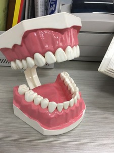 Spazzolini da denti dimostrazione modello dentale per la scuola materna i bambini di vendita calda con spazzolino da denti - Product Image 5