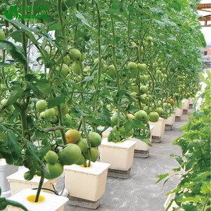 Système de <span class=keywords><strong>Culture</strong></span> hydroponique intérieure, serre agricole pour la <span class=keywords><strong>Culture</strong></span> de tomates, avec seau néerlandais, pour vente - Product Image 2
