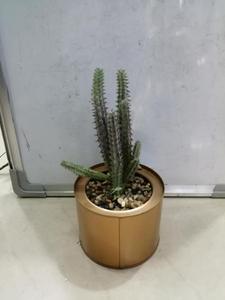 Set di 3 <span class=keywords><strong>Mini</strong></span> piante artificiali <span class=keywords><strong>Cactus</strong></span> in plastica verde erba con speciale Design in vaso dorato - Product Image 5
