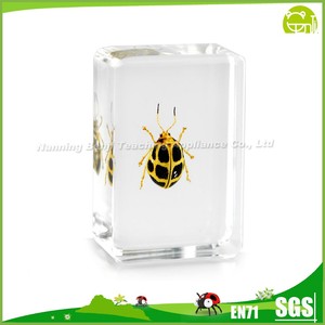 <span class=keywords><strong>Insecto</strong></span> Embedded Real spotted Golden Leaf <span class=keywords><strong>Beetle</strong></span> modelo - Product Image 1